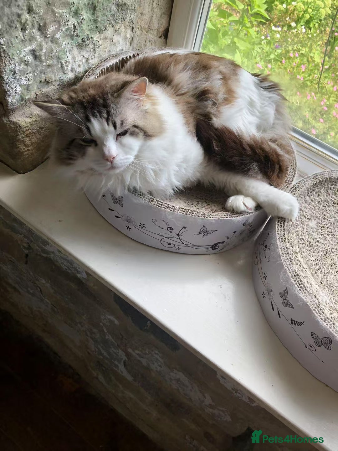 Ragdoll cats for sale: Ragdoll Cats - Looking for New Homes - Image 3