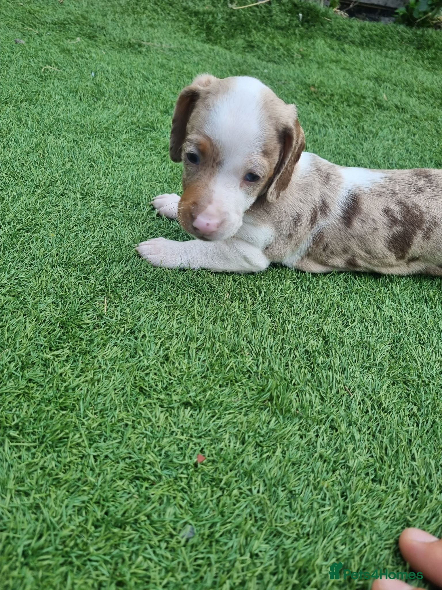 Dachshund dogs Hi we have 4 miniature dauchans tekel  - Advert 1