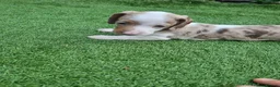 Dachshund dogs for sale: Hi we have 4 miniature dauchans tekel  - Advert 1