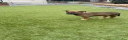 Mixed Breed dogs for sale: Border collie x Belgian Malinois  - Advert 6