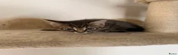 Mixed Breed cats for sale: 3 Gorgeous Tabby Boys available - Advert 30