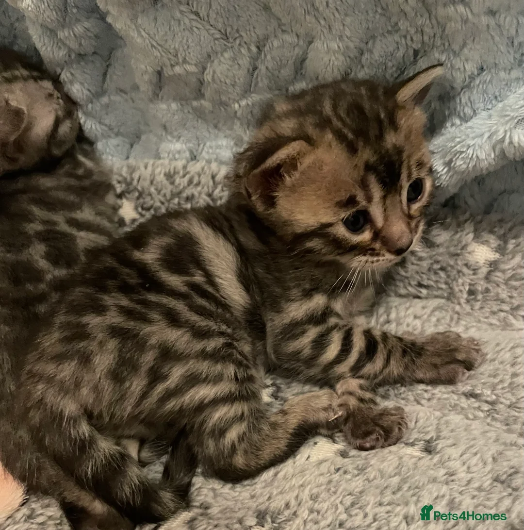 Bengal cats for sale: Incredibly beautiful Bengals kittens TICA  - Advert 23