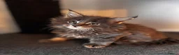 Maine Coon cats for sale: Maine Coon Kittens 🖤 Aberdeen, Scotland  - Advert 7