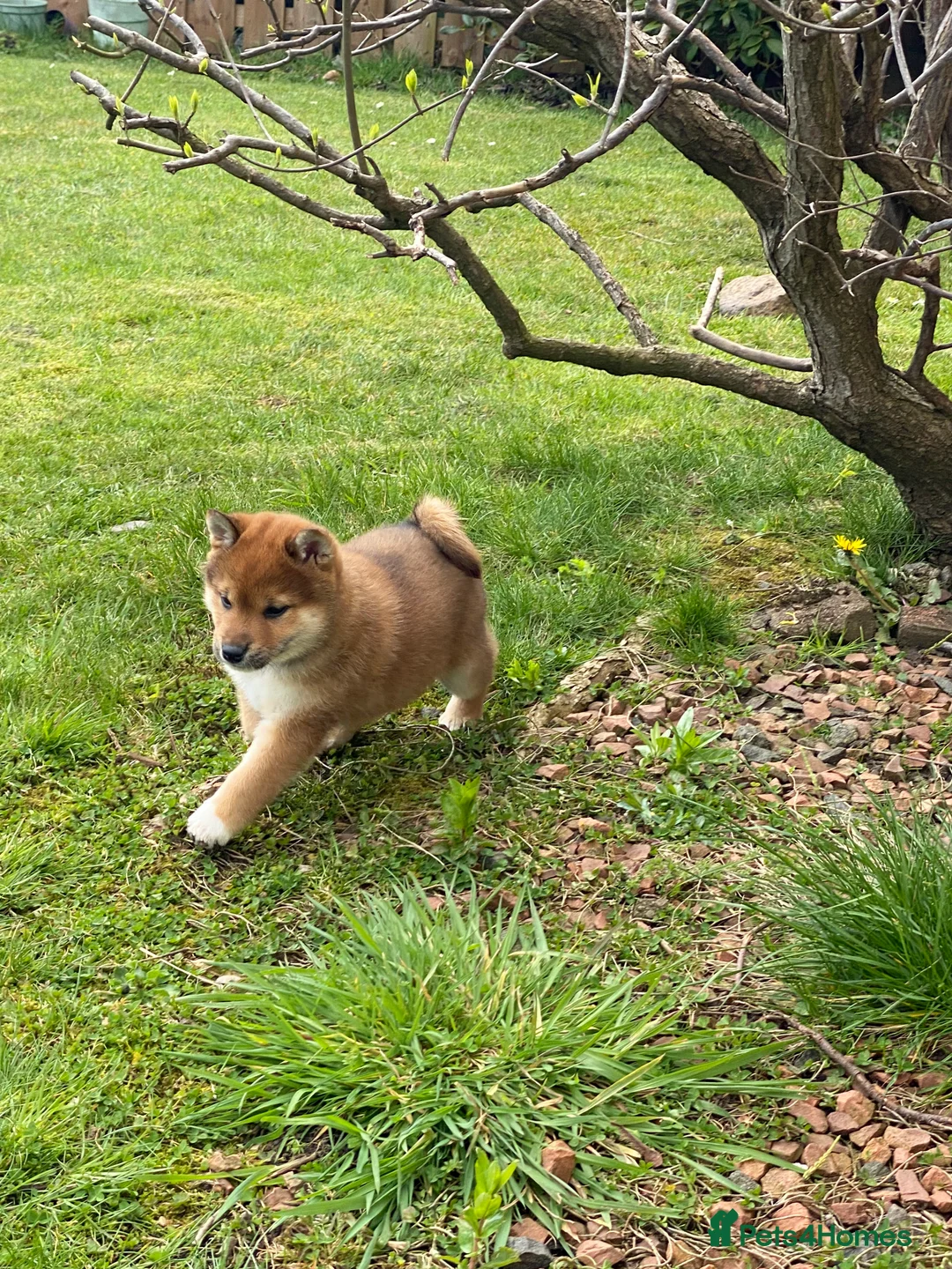 Japanese Shiba Inu dogs for sale: Quality chunky Shiba Inu puppies - Advert 7