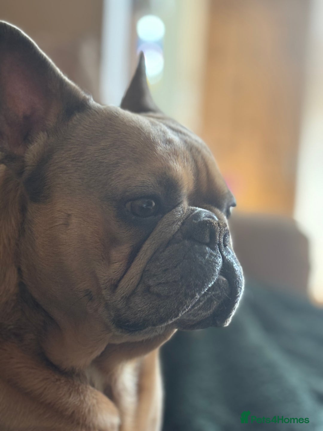 French Bulldog dogs for stud: French Bulldog Stud - New Shade Lilac Merle - Image 2