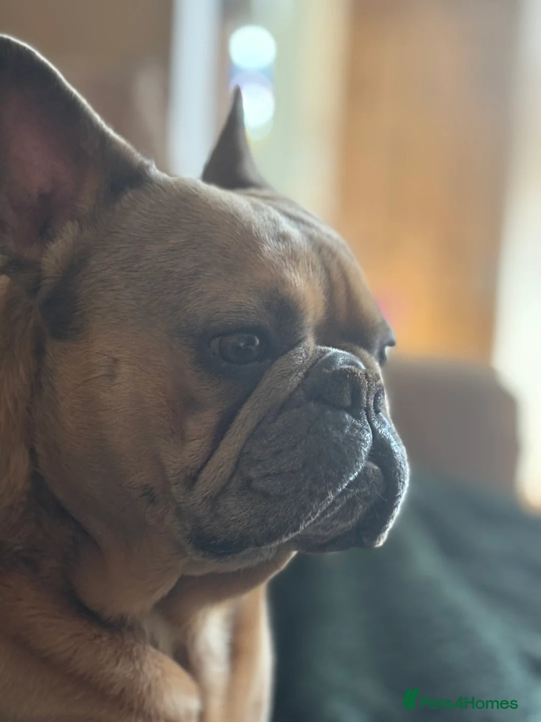 French Bulldog dogs for stud: Free- French Bulldog Stud - New Shade Lilac Merle - Advert 2