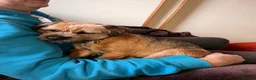 Border Terrier dogs for sale: KC registered 2y Border Terrier Bitch - Advert 11
