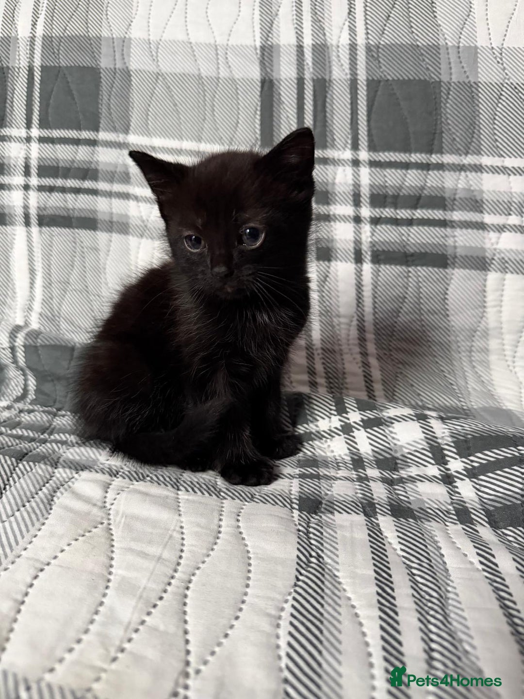 Mixed Breed cats for sale: Pepper - Advert 3