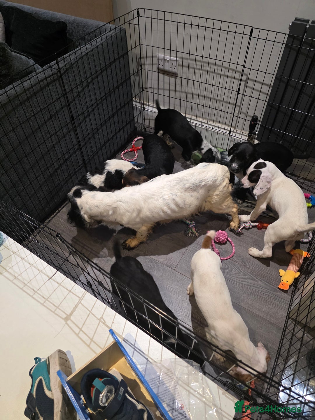 Bocker dogs for sale: Bocker pups  - Advert 1