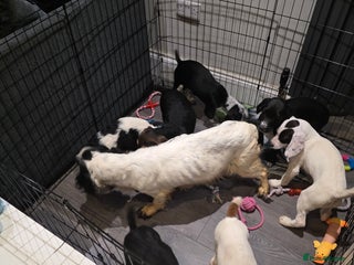 Bocker dogs Bocker pups - Advert 1