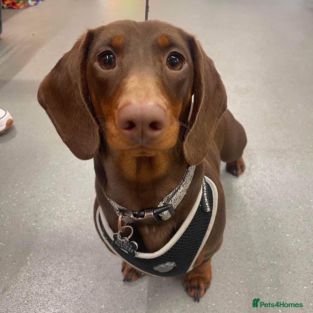 Dachshund dogs Chocolate and tan dachshund puppies ready 8wks + - Advert 10