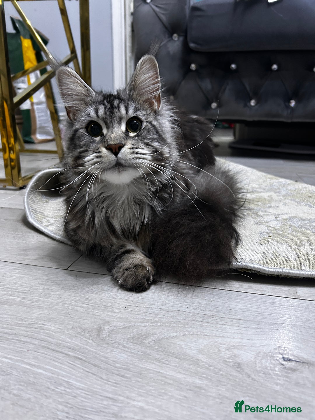 Maine Coon cats for sale: maine coon Girl  - Advert 3
