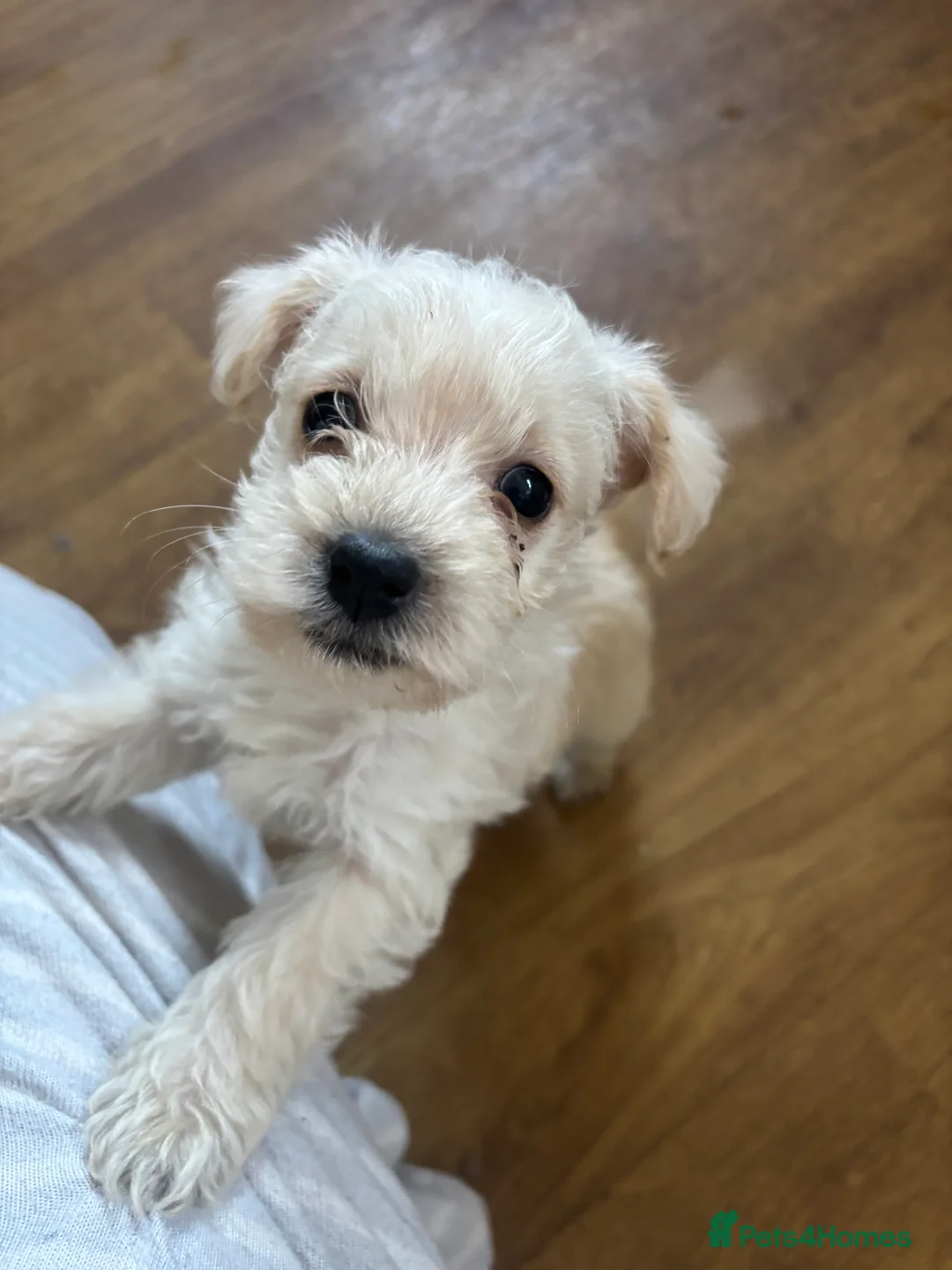 Westiepoo dogs for sale: Westiepoos in Chester-le-Street - Advert 5