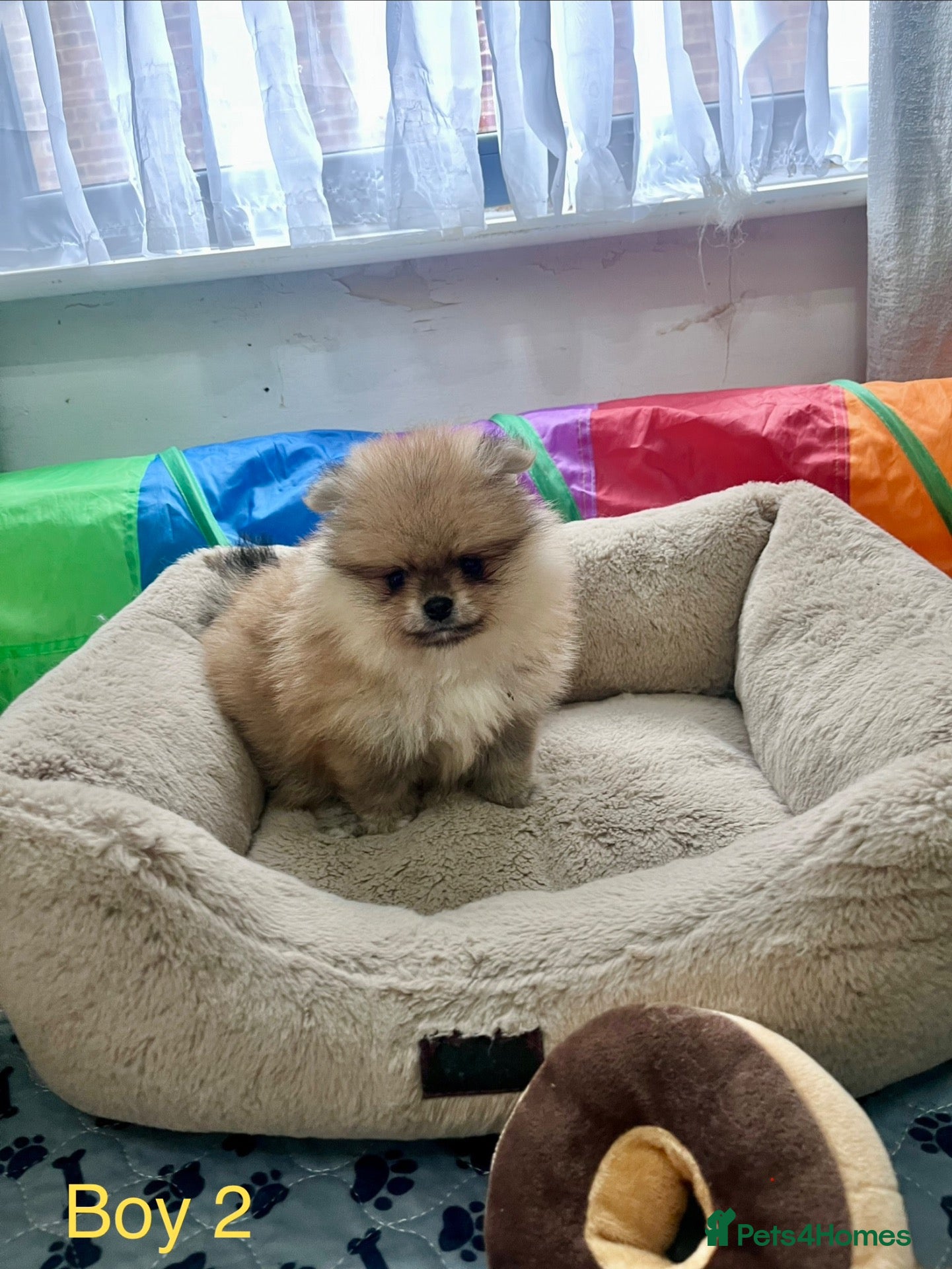 Pomeranian dogs Outstanding Quality Teddy Bears 🧸  - Advert 2