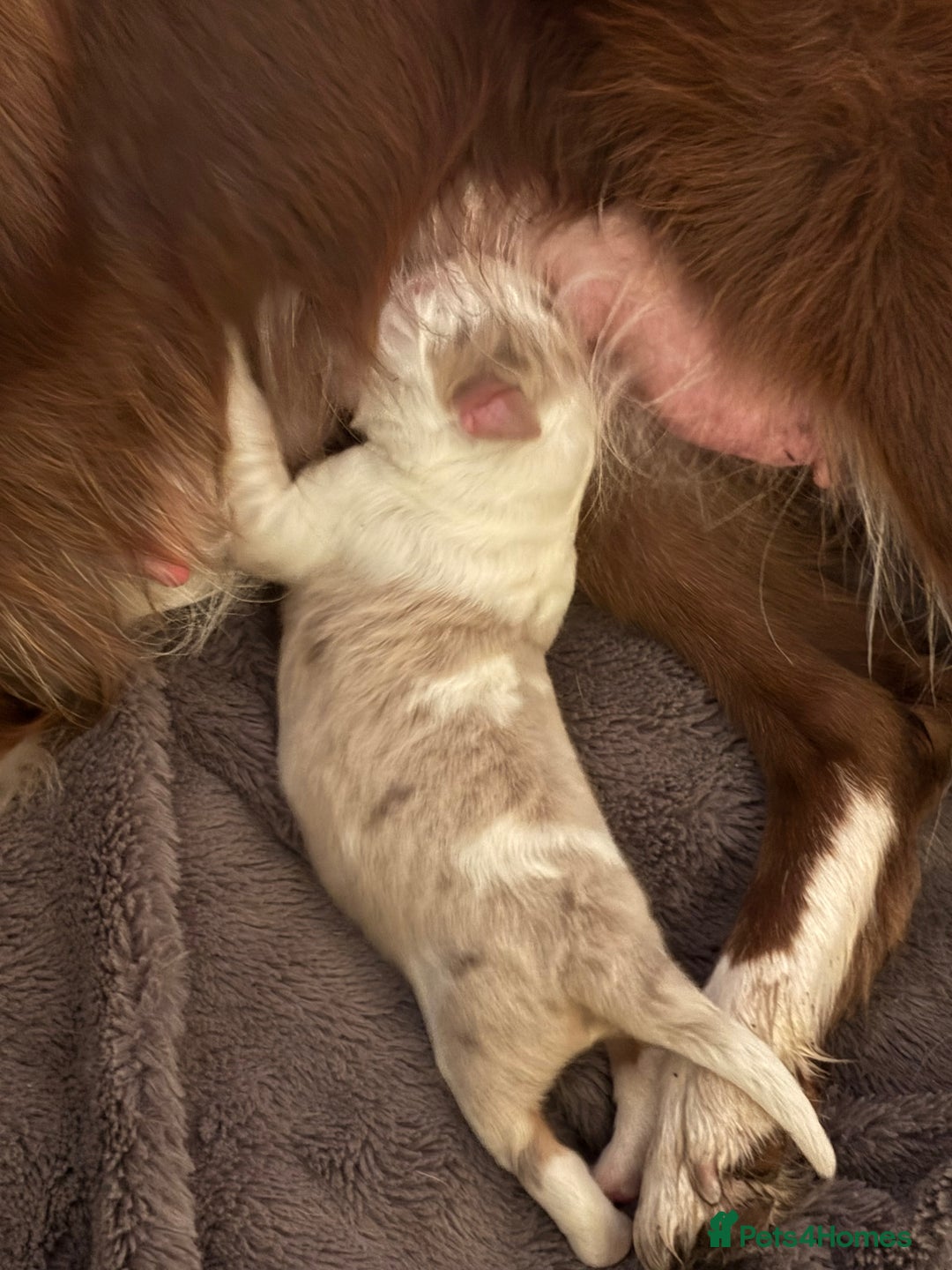 Border Collie dogs for sale: Only one girl left. - Image 6