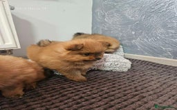 Pomeranian dogs for sale: Little Pomeranians  - Image 5