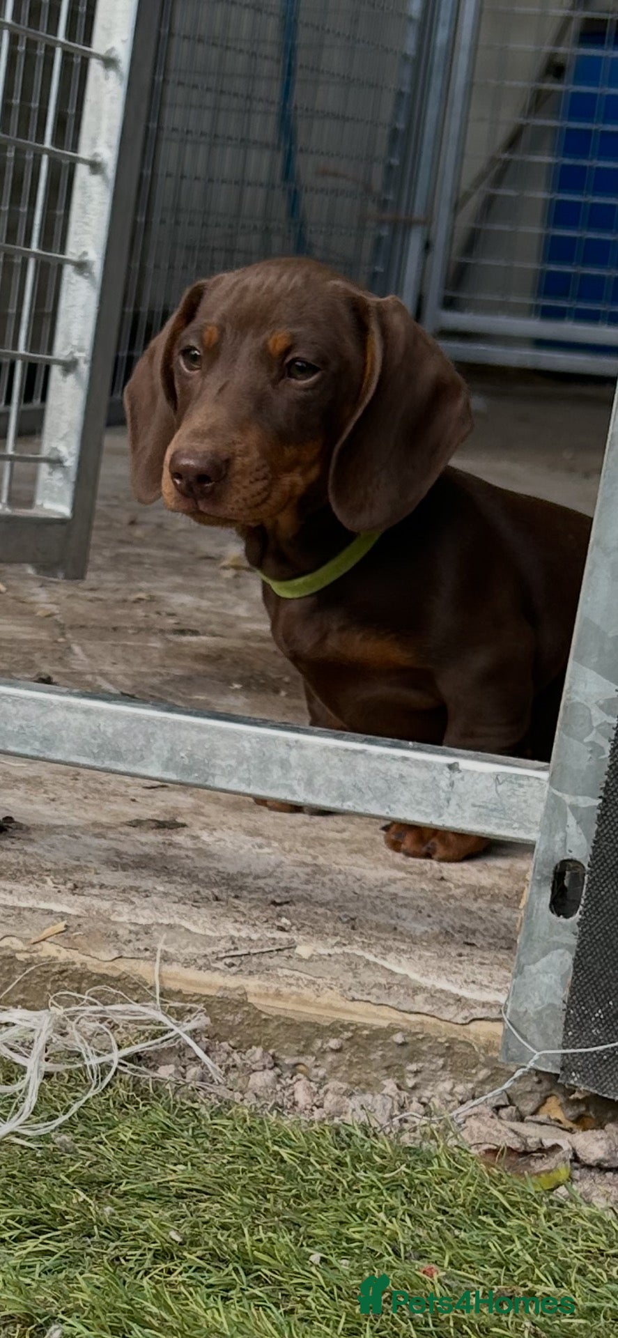 Miniature Dachshund dogs Mini dachshund puppies  - Advert 2