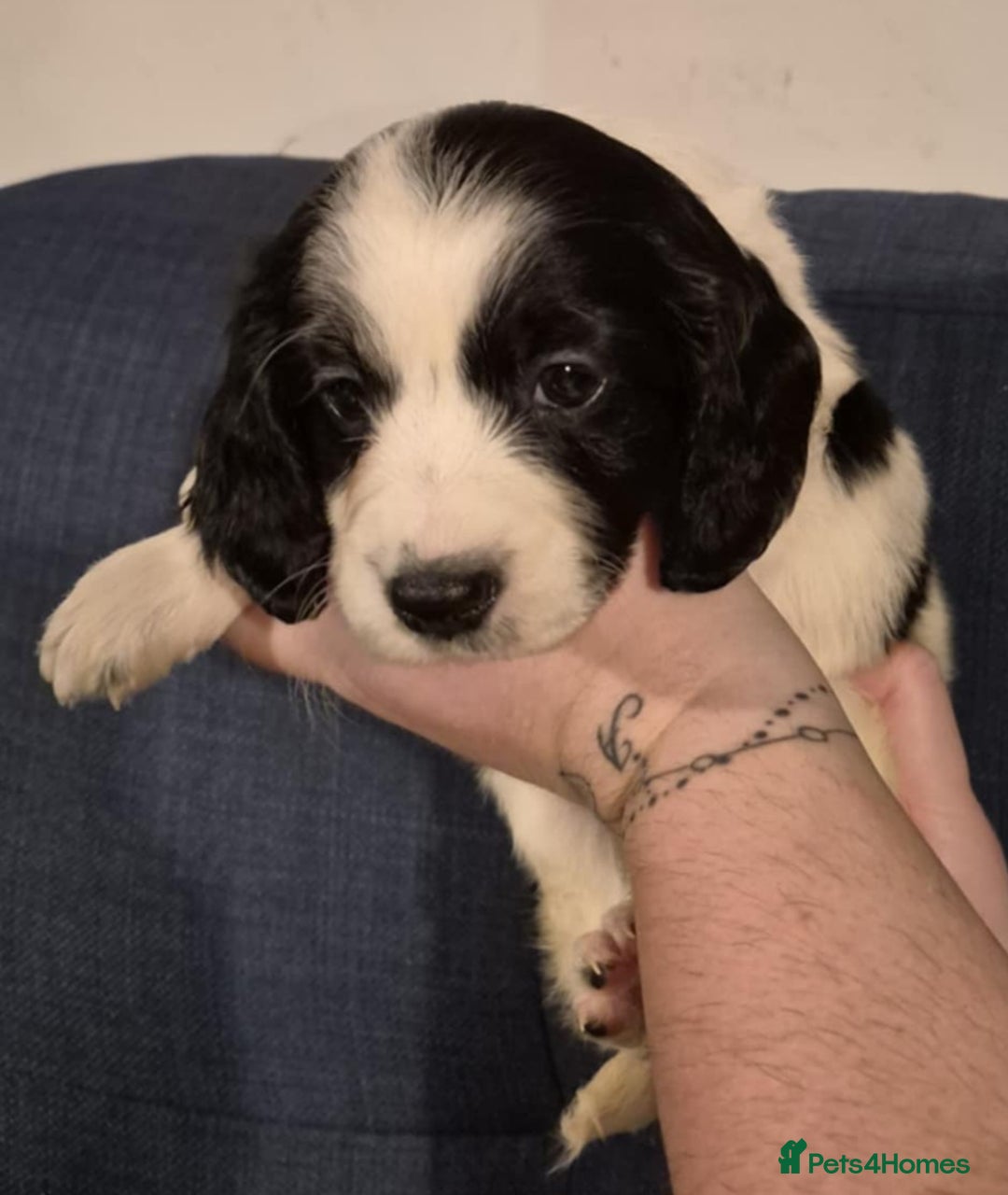 Cockapoo dogs for sale: Fantastic health tested F1b TOY COCKAPOOS - Advert 10