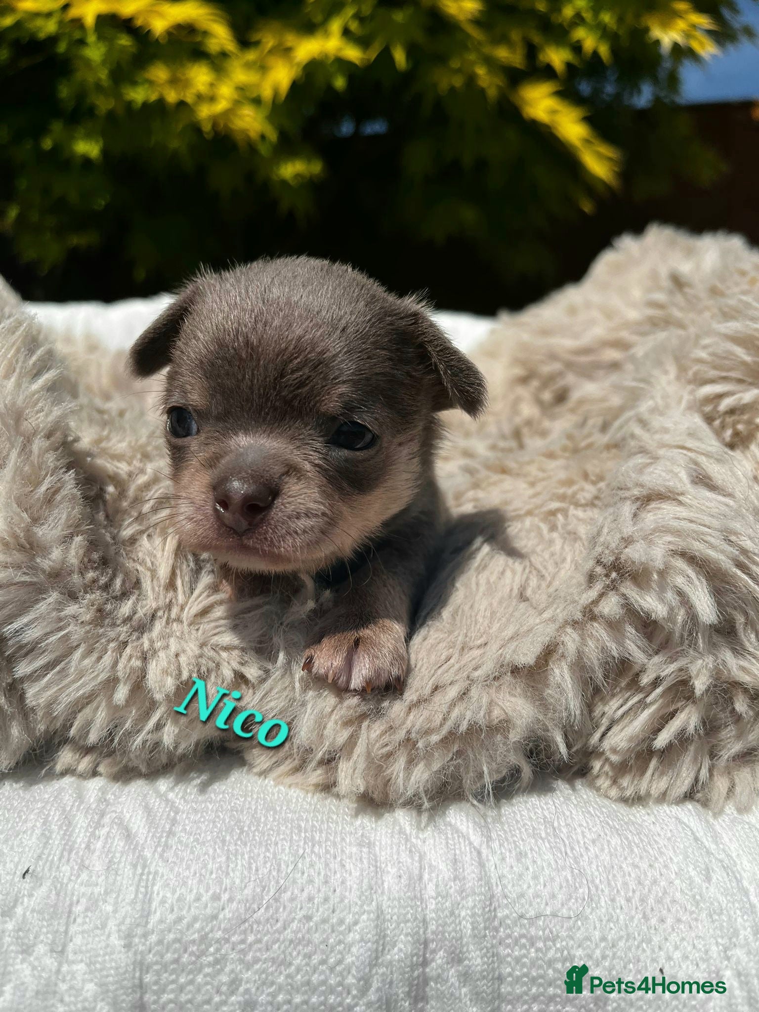 Chihuahua dogs Smooth coat Boy ❤️‍🔥Dna tested parents - Advert 15