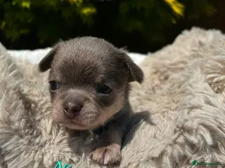 Chihuahua dogs Smooth coat Boy ❤️🔥Dna tested parents - Advert 15