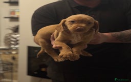 Mixed Breed dogs for sale: Labradoodle X Cocker Spaniel - Image 3