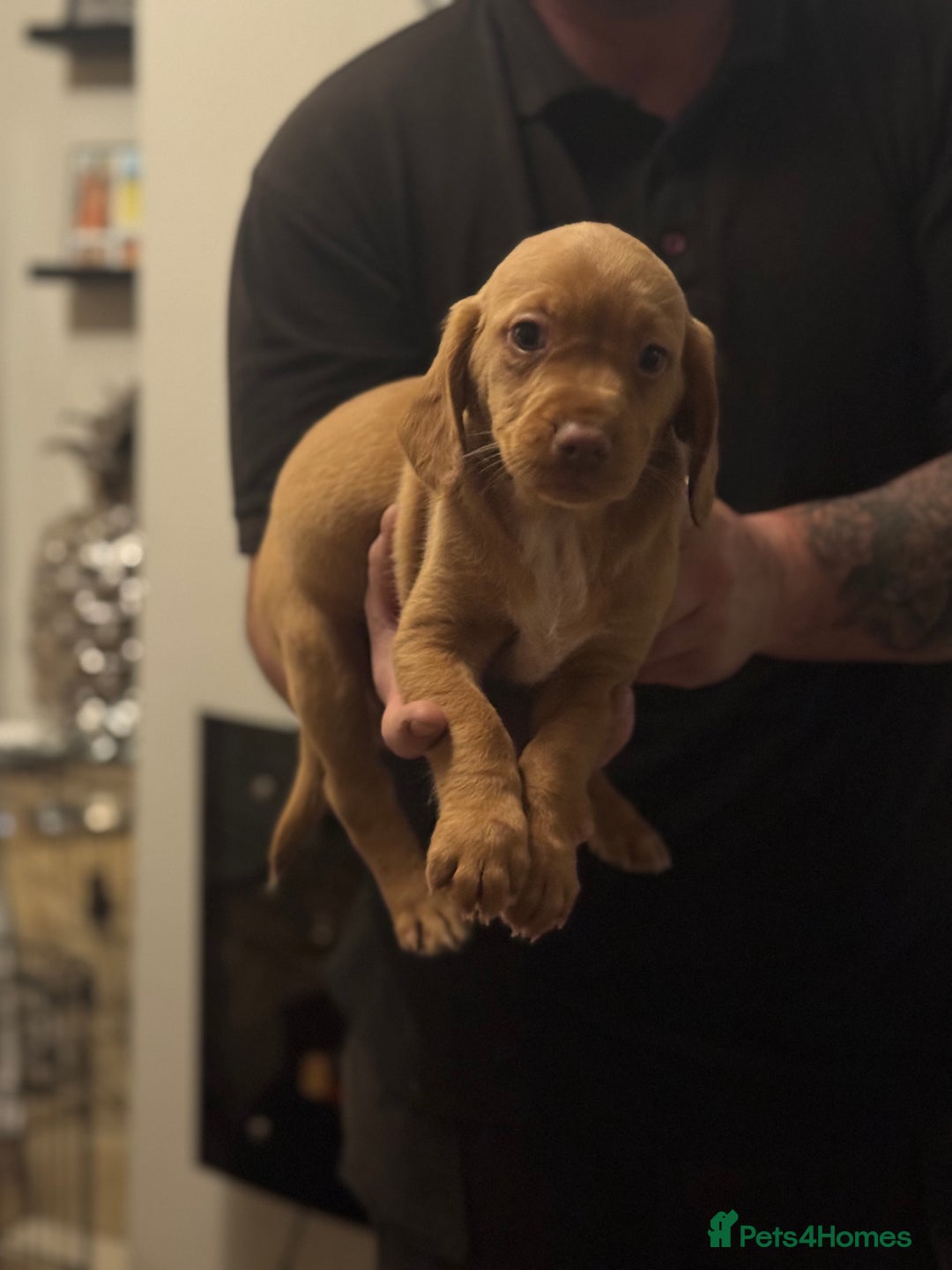 Mixed Breed dogs for sale: Labradoodle X Cocker Spaniel - Image 3