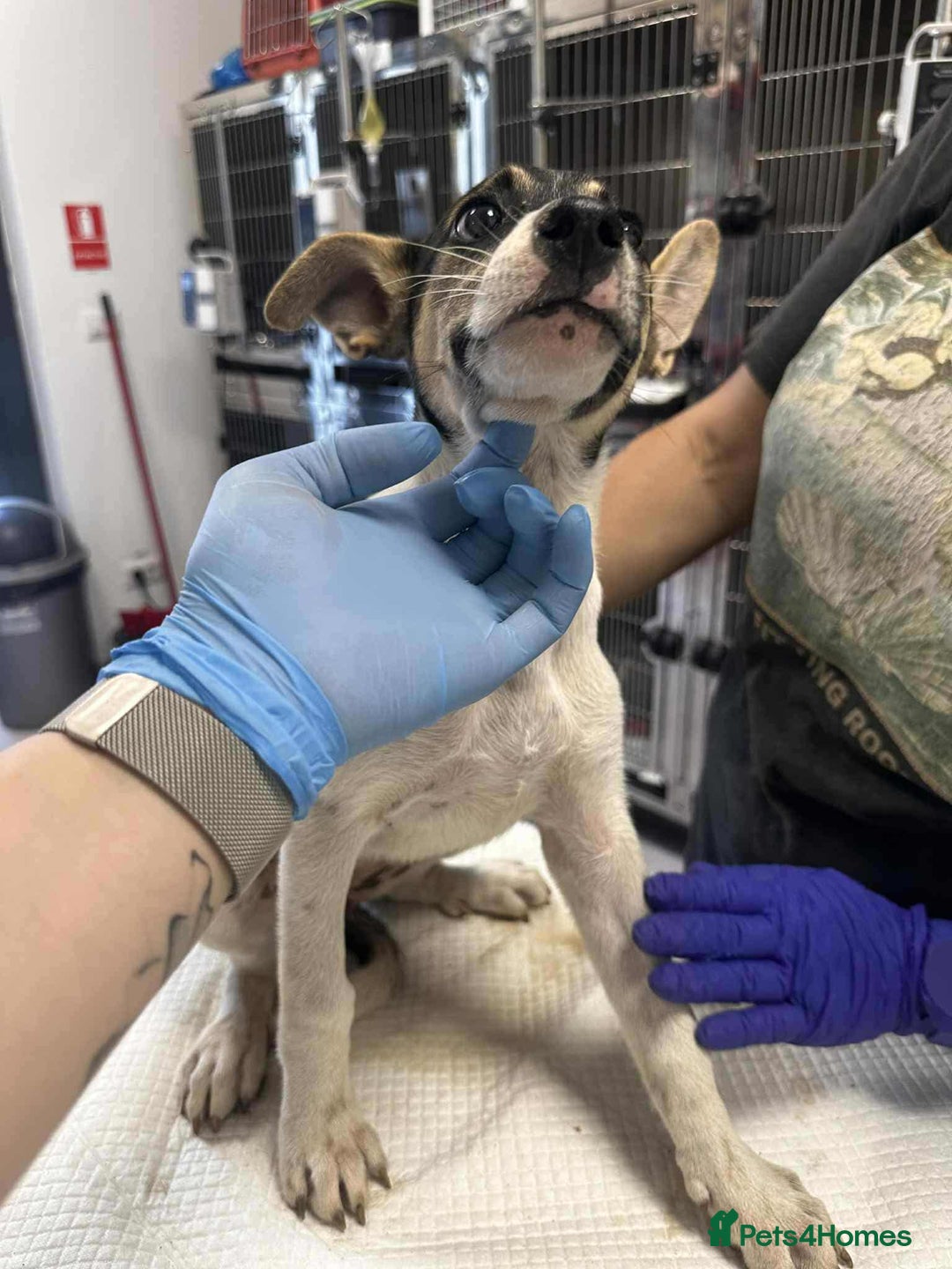 Mixed Breed dogs for adoption: 🍶Milkshake🍶 needs a home!  - Image 4