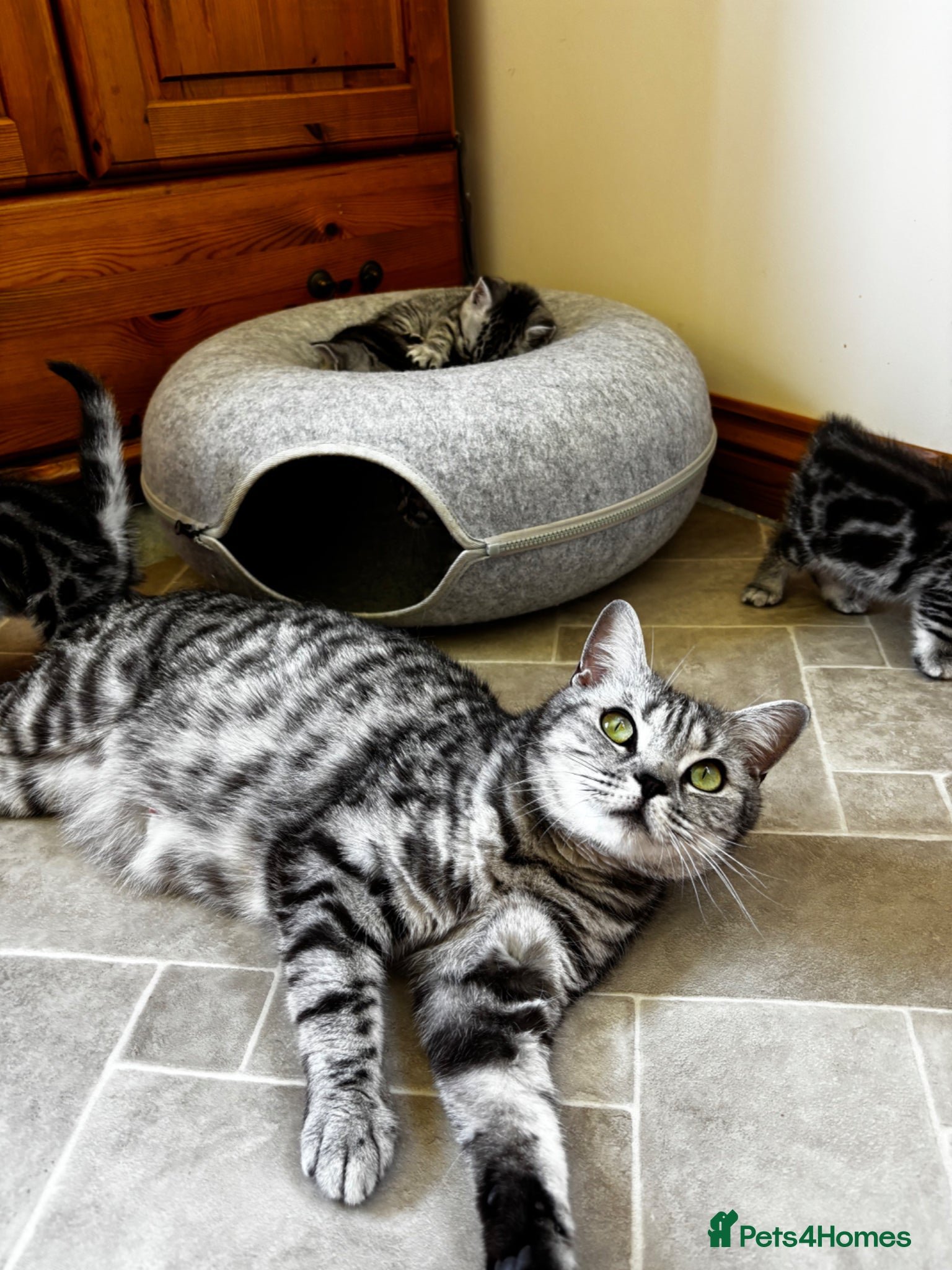 British Shorthair cats ❤️💙 Gorgeous Pedigree Silver Tabby BSH 💙❤️ - Advert 2