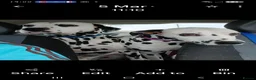 Dalmatian dogs for sale: 10 + dalmatian puppies, due beginning of october,  - Advert 3
