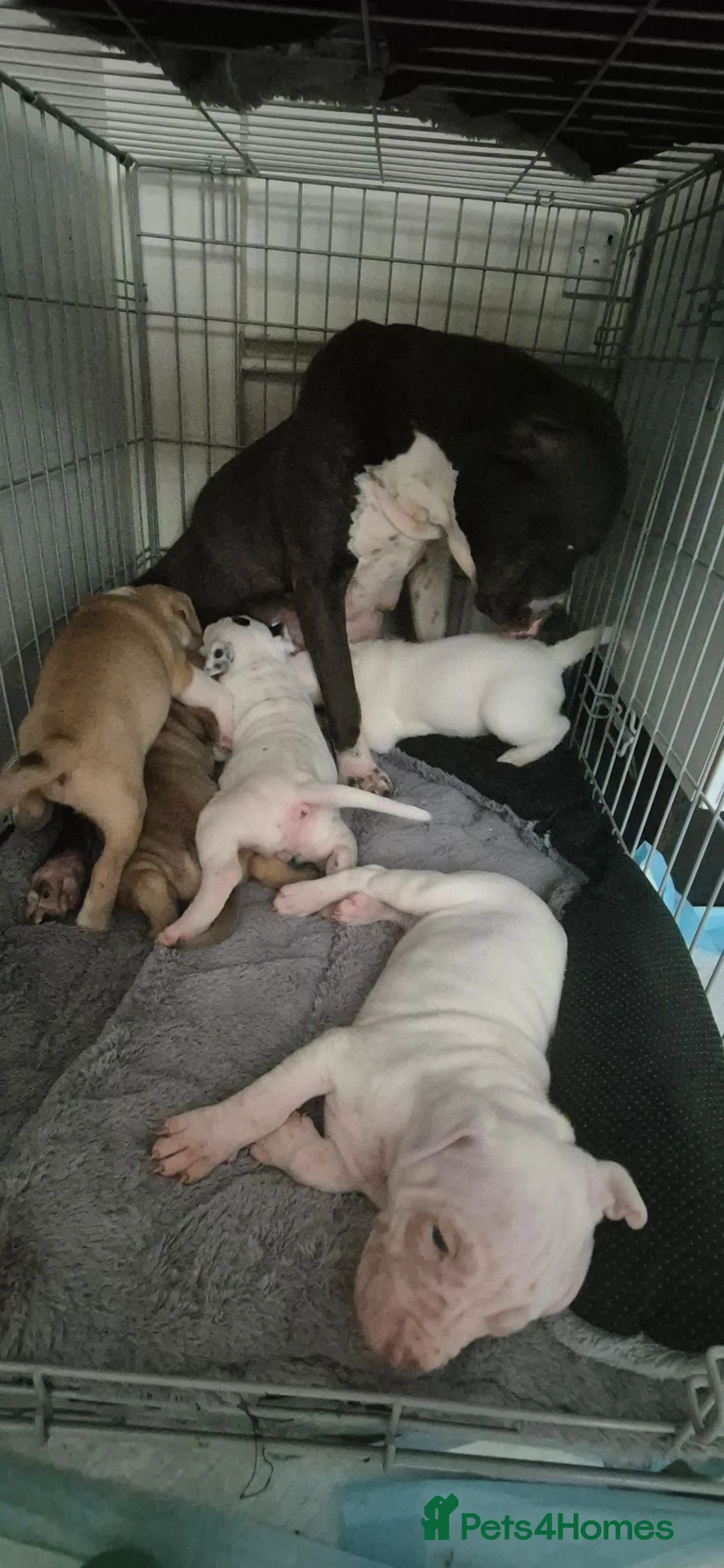 Mixed Breed dogs for sale: Beautiful Staffy x pups - friendly and healthy - Advert 30