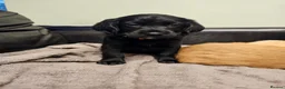 Mixed Breed dogs for sale: READY TO GO - 3 Beagador/miniature poodle puppies - Advert 6