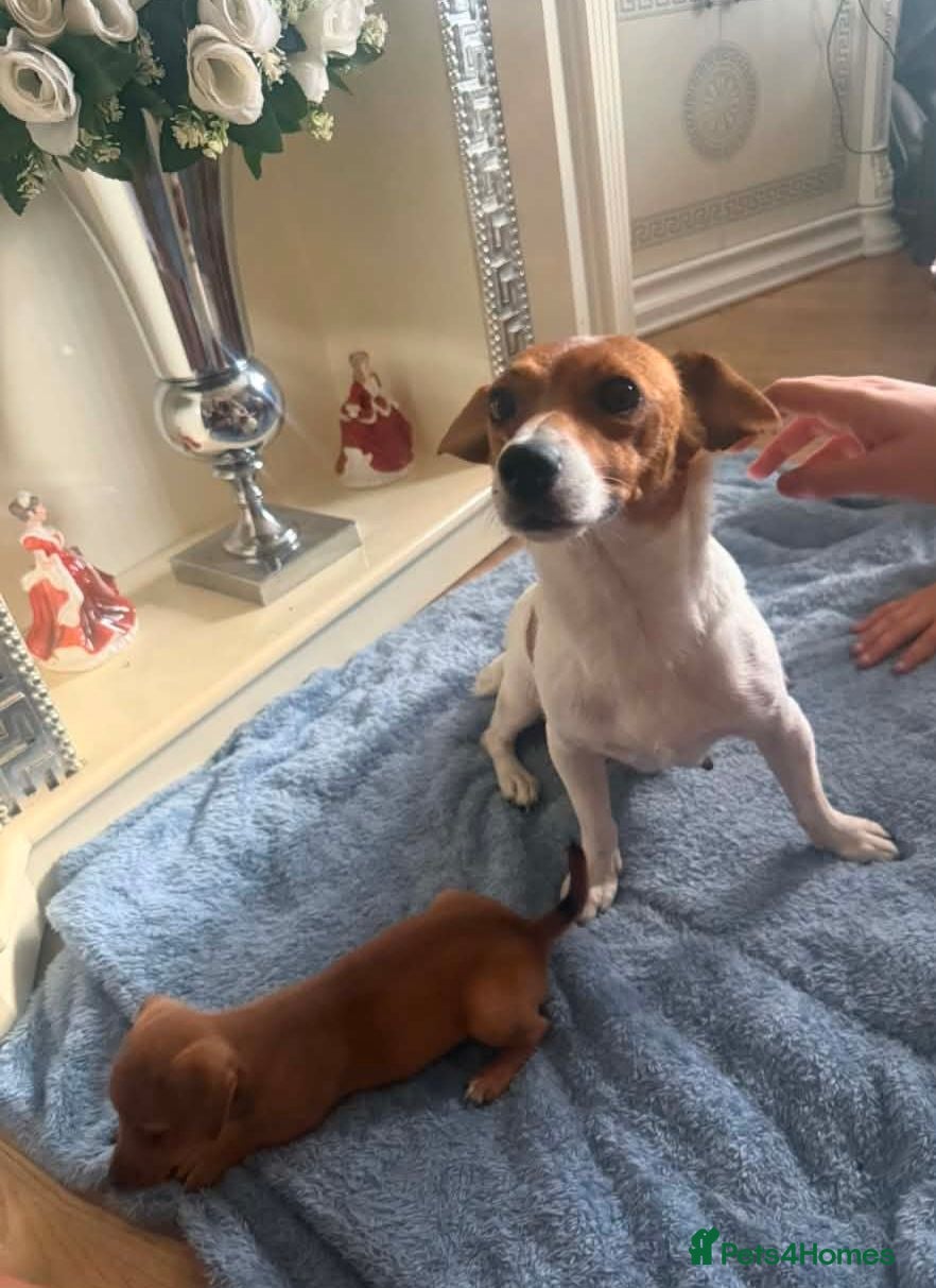 Jack Russell dogs Jack russell  - Advert 2