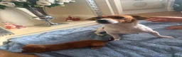 Jack Russell dogs for sale: Jack russell  - Advert 2