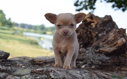 Chihuahua dogs for sale: One of a kind ChiPin Puppies - Image 7