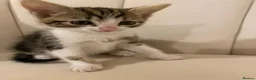 Mixed Breed cats for sale: Two Beautiful 8 Week Old Kittens - Advert 10