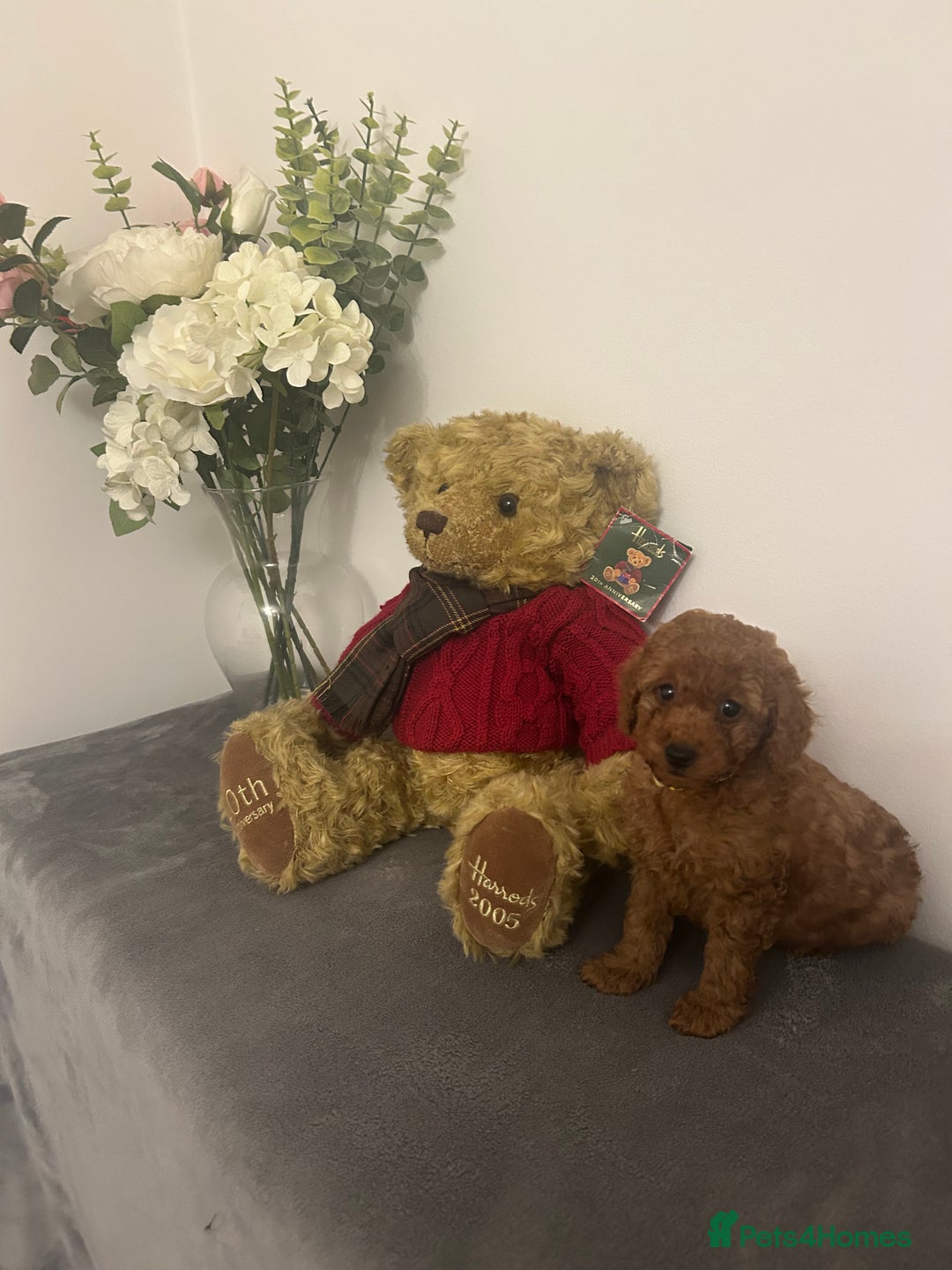 Cavapoo dogs for sale: outstanding Cavapoo’s, with heart tested parents - Advert 18
