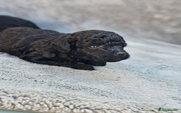 Miniature Poodle dogs for sale: 🐾 Hypoallergenic Mini Poodle Puppies 🐾 - Image 8