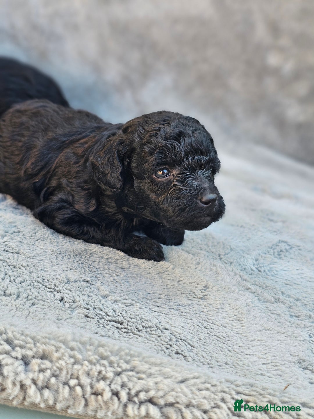 Miniature Poodle dogs for sale: 🐾 Hypoallergenic Mini Poodle Puppies 🐾 - Image 8
