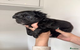 French Bulldog dogs for sale: Fluffy french bulldogs puppies - Image 5