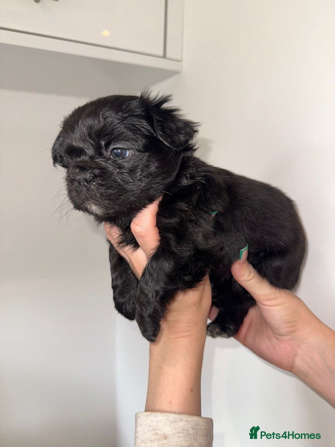 French Bulldog dogs for sale: Fluffy french bulldogs puppies - Image 5