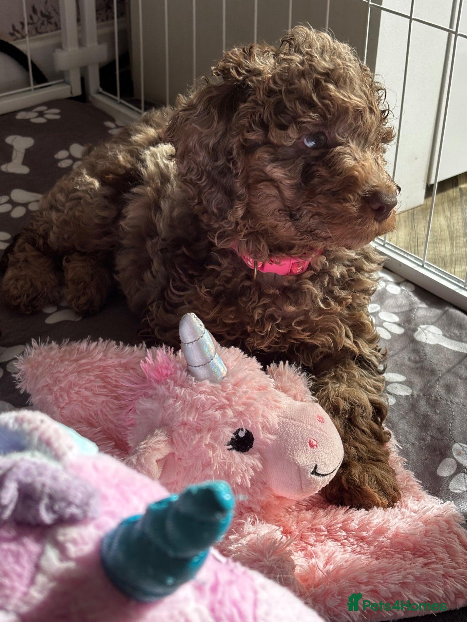 Cockapoo dogs Beautiful merle Cockapoo puppies  - Advert 15