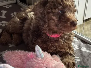 Cockapoo dogs Beautiful merle Cockapoo puppies - Advert 15