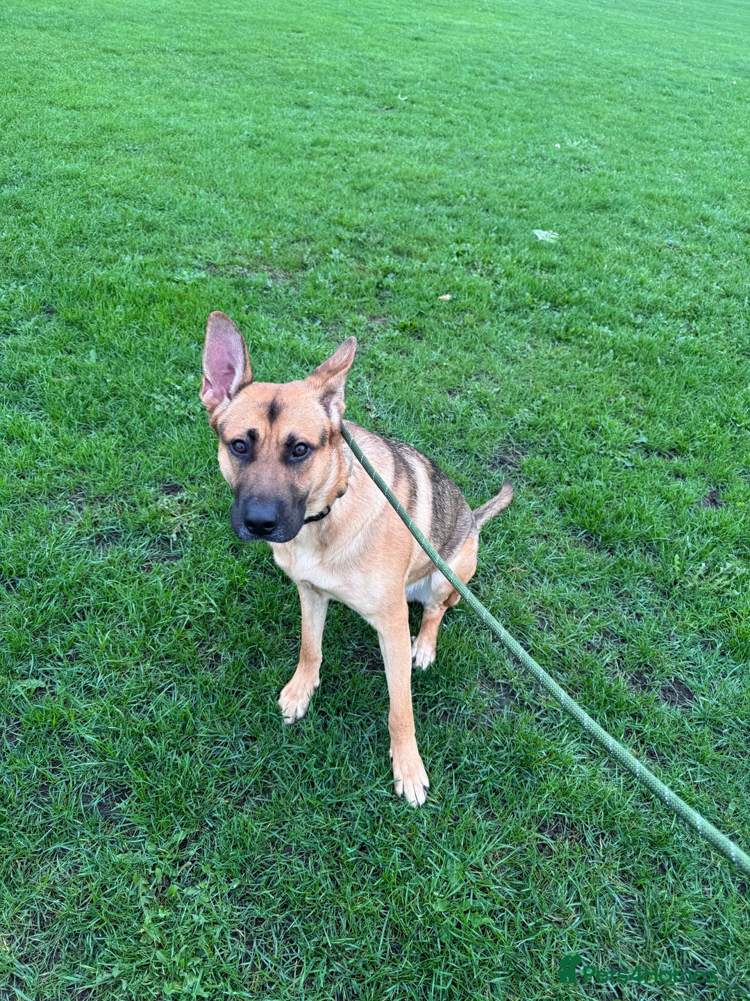 Mixed Breed dogs for sale: STORM - Image 4