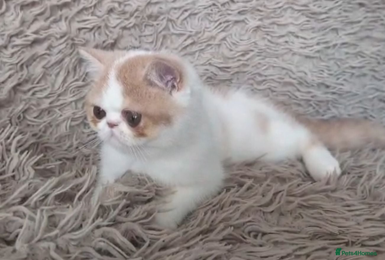 Persian cats Persian Kitten - Advert 1