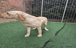 Labrador Retriever dogs for sale: Labrador Female for sale - Advert 3