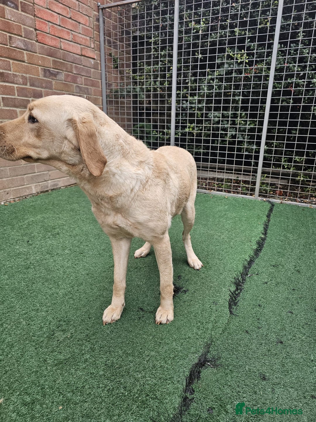 Labrador Retriever dogs for sale: Labrador Female for sale - Advert 3