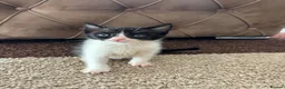 Mixed Breed cats for sale: Beautiful hand reared kittens  - Advert 5