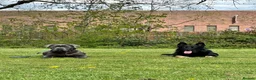 Cane Corso dogs for sale: KOBA Strajano Cereberus Cane Corso 9months old in Nottingham - Advert 2