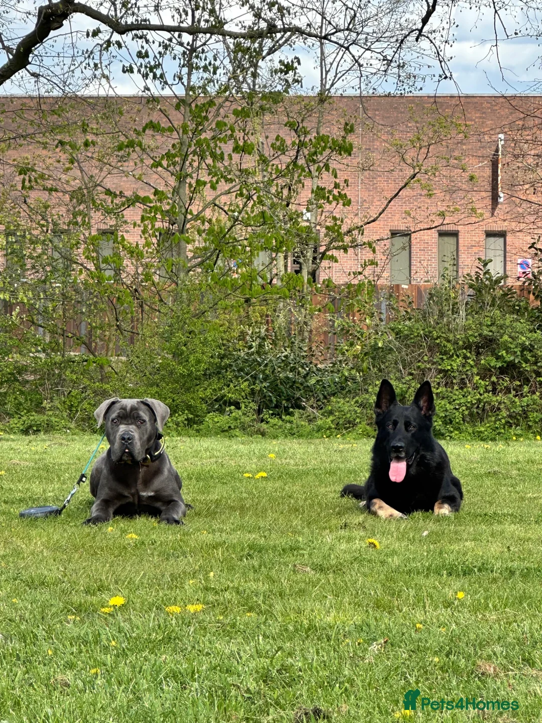 Cane Corso dogs for sale: KOBA Strajano Cereberus Cane Corso 9months old in Nottingham - Advert 2