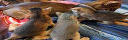 Abyssinian cats for sale: Abyssinian Kittens From Champion Bloodlines - Advert 16